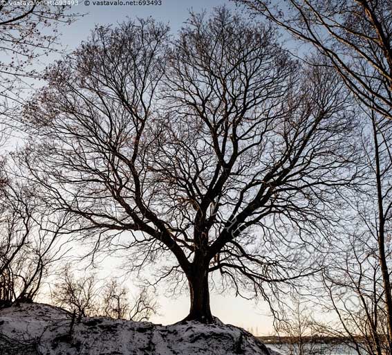 Vanha Mets&auml;vaahtera